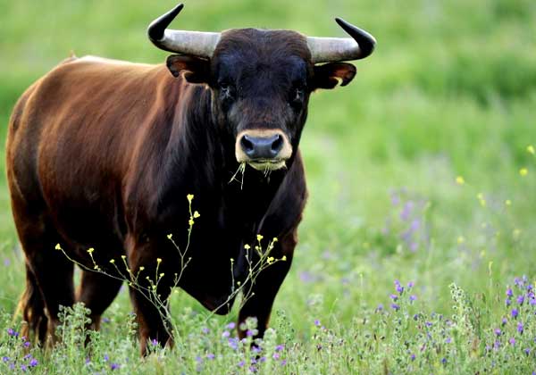 В Янаульском районе бык насмерть забодал человека 
